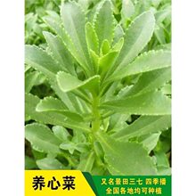 �B�Ĳ˸��}���Ĳ˷N�ӿ�ʳ��Ұ���ļ����̨������ɫ�����߲˷N��