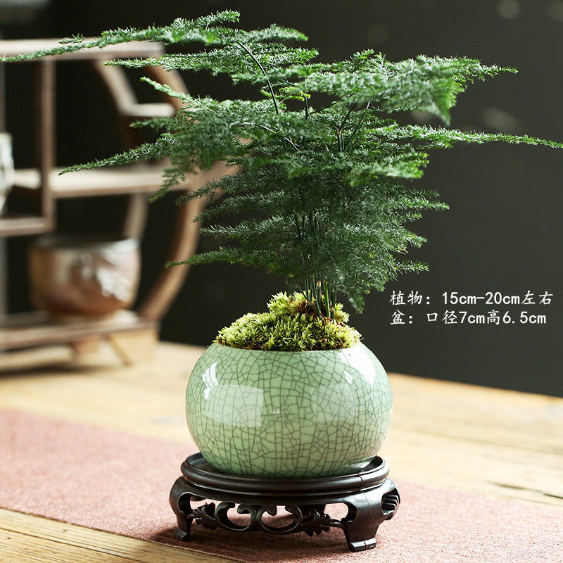 침수 잉크 가마 매화 그린 + 트레이 + 아스파라거스 심기