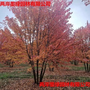 �@�ֹ��̾G����ľ  ���������t�� ����� �t�c�t�� ���^�G������
