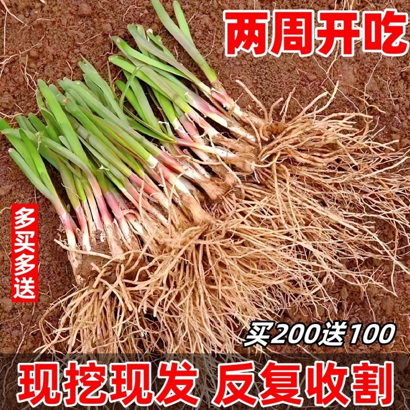 独根红韭菜根苗韮菜根1000颗大盆食用阳台种菜300颗韭菜根宽叶室