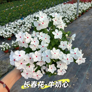 �ļ��_���L�����N�������^��ֲ��ͥԺ�͏d�L�ۻ����Ի����ļ��_��