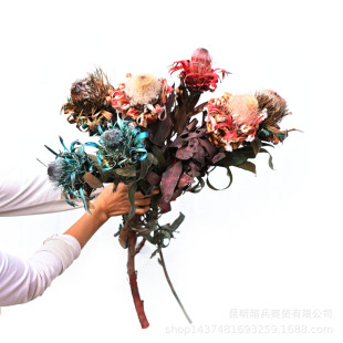 [Color-sucking Princess] South Africa Dried Flower Princess Flower Color-sucking Princess Dried Flower Home Flower Ornamental Flower Ornament