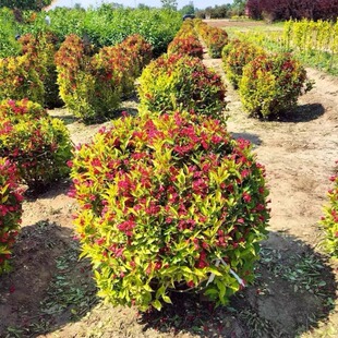 һ�����l�t�����\�����������ļ��_�����ͺ��̨ͥԺ�G�hֲ�ﻨ��