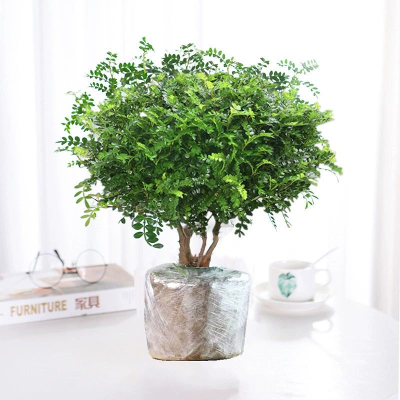 Антимоскитное средство от комаров Аутентичный перец Ароматное дерево Горшечное растение Комнатный цветок Малика Старый ворс Бонсай Гидропонное зеленое растение