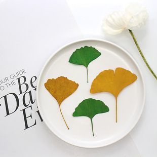 Ginkgo Leaf Real Leaf Plant Specimen Teaching Children DIY Handmade Dried Flower Embossed Photo Frame Bookmark Candle Material