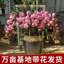 大花蕙兰盆栽带花苞四季常青绿植盆景客厅浓香型桌面好养年宵花卉