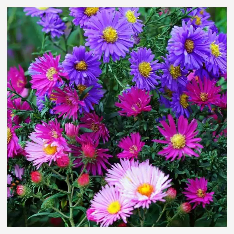 Семена хризантемы кипариса, семена цветов для ландшафтного озеленения двора, семена цветов в горшках для балкона, легко выживать и сеять в любое время года.