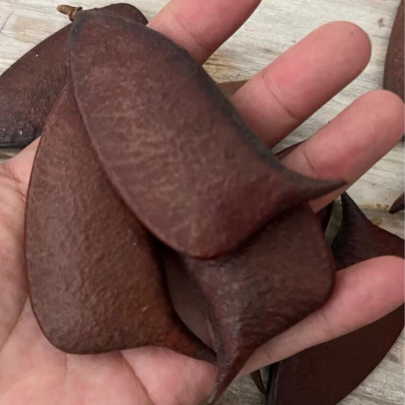 Sumu Fruit, Musical Note Bean, Knife Horn, Soap Horn, Fruit Bunch Raw Material, Ins Ornament Sumu Fruit, Musical Note Bean, Knife Horn, Soap Horn, Fruit Bunch Raw Material, Ins Ornament