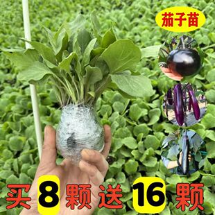 �ļ��߮a�����������L��������L�����纼�����ψA��������������