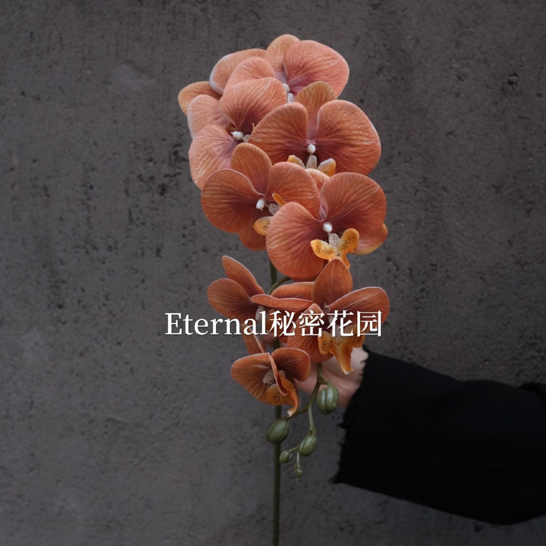 3D7 head Phalaenopsis bright orange