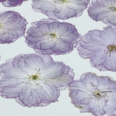花のお土産浅紫の桜の花のエンボス植物の標本の森系の流行のゴムのアクセサリーの押し花の手作りの材料は包みます。