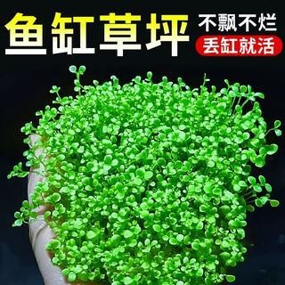 爬地矮珍珠水草植物鱼缸通用造景草坪趴地日本珍珠草制氧阴性水草