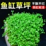 日本植物制氧珍珠草水草