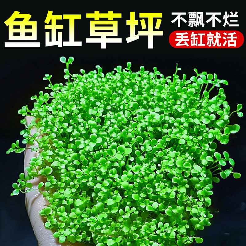 Ground-Crawling Low-Growing Pearl Grass Aquatic Plant for Aquariums, General Landscaping, Ground-Covering Japanese Pearl Grass, Oxygen-Producing Shade-Tolerant Aquatic Plant Ground-Crawling Low-Growing Pearl Grass Aquatic Plant for Aquariums, General Landscaping, Ground-Covering Japanese Pearl Grass, Oxygen-Producing Shade-Tolerant Aquatic Plant