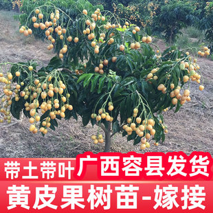 Yellow-Skinned Seedlings, Imperial Concubine Grafted Seedless Large-Fruit Chicken Heart, Black Gold and Purple Flesh Fruit Tree Seedlings, Yellow-Skinned Seedlings Planted in the South