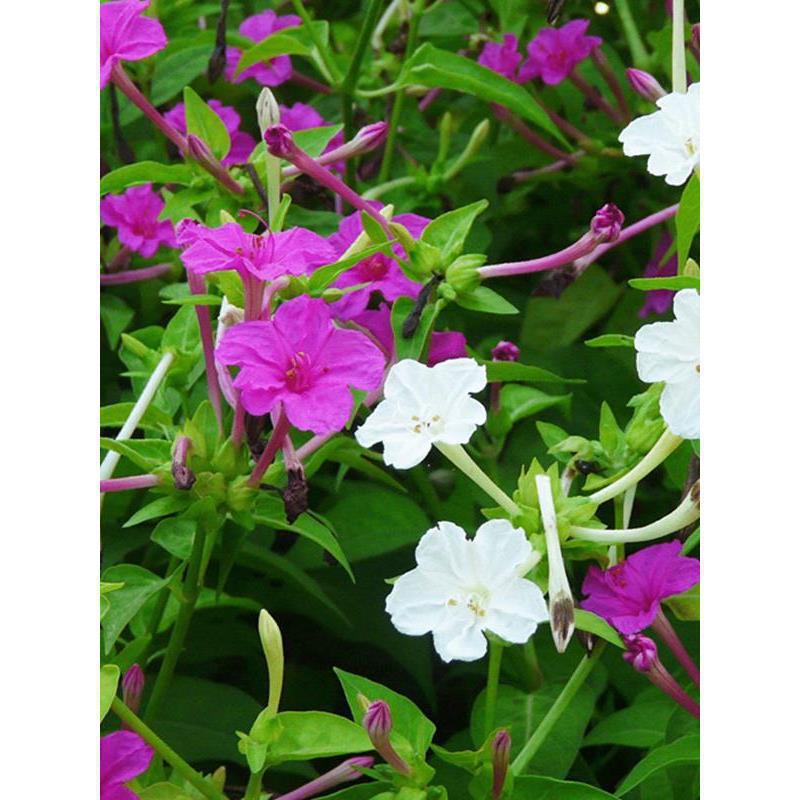 白色紫茉莉花种子四季播种开花阳台庭院盆栽花卉五彩地雷花种籽子