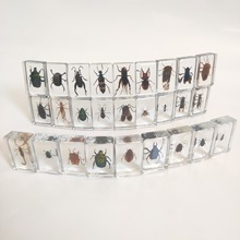 昆蟲琥珀標本科普教具工藝品 昆蟲標本 幼兒教育探究實驗