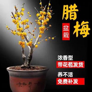 �����_��÷�����Ԙ���t÷�Ϙ������D÷�辰����ͥԺ�̨�҃Ȼ���