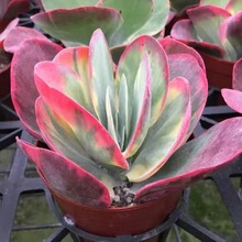 唐印锦多肉植物唐印多肉植物超萌绿植花卉创意迷唐印老桩清仓爱心