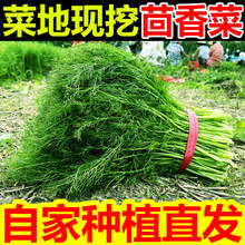 ��ɽ�|����F�����ȝ��˲���������С��������r����߲˺ӱ�