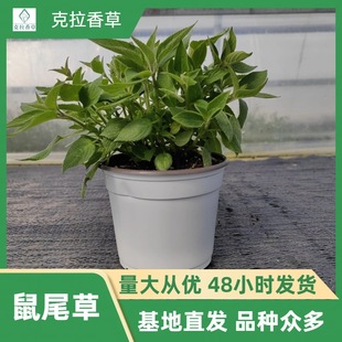 ʳ����β�� ������β�� ����� �͸� ˮ���P�� ��������ݡ�