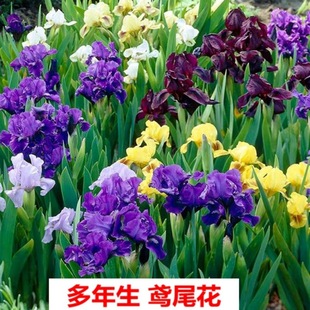 ���{���Sβ��ͥԺ�ر�ֲ�����ݽ������S���Ѷ���������ͺ�