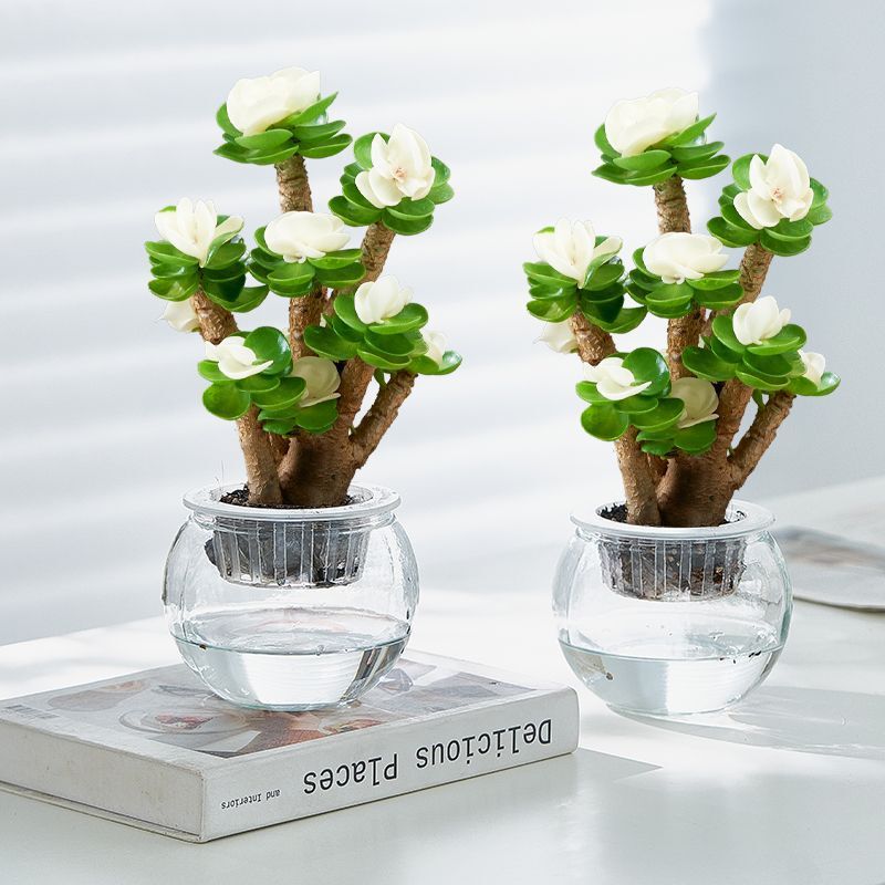 Money-Attracting Money Wood Potted Succulent Plants on the Desktop in the Office Are Easy to Maintain and Purify the Air in All Seasons. Green Plants and Florals