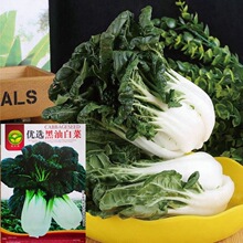 真好吃黑油白菜种子农田菜园盆栽阳台四季蔬菜奶白菜籽易种