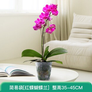 �����m���玧�������������m������͏d�k���҃�ֲ�ﻨ�ܾGֲ�辰