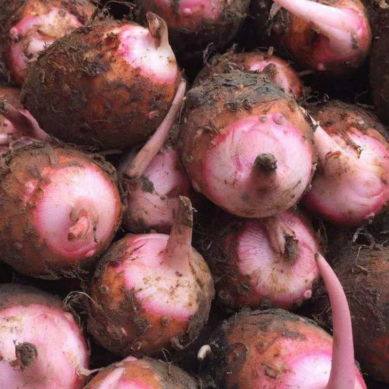 Свежеобнаруженные красные клубни таро, небольшие красные таро, выращенные на ферме, ароматный таро, мягкий, липкий и клейкий, бесплатная доставка