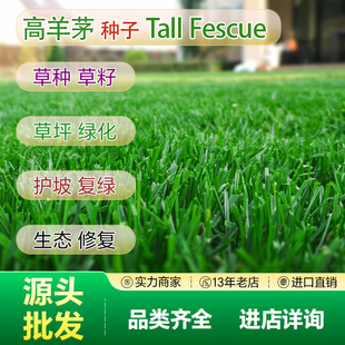 Direct Sales from the Source Wholesale Blue Label High Fescue Grass Seeds Slope Protection Grass Seeds Ecological Engineering Seeds Greening Lawn Seeds
