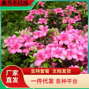 һ�����lë���N�ľ�ë�N���繤�̾G����ľë��С�绨ͥԺ�����_��