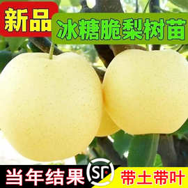 一件代发嫁接梨树果苗冰糖脆翠冠梨树丰水梨子树苖盆栽秋月梨树苗