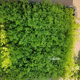 种子;其他园林植物;灌木