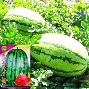 �Нh�������ϷN�ӳ�������N���ش����r��̖����������