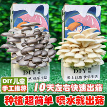 儿童趣味种植蘑菇盒子diy玩具菌种菌包小盆栽创意迷你植物菌菇包
