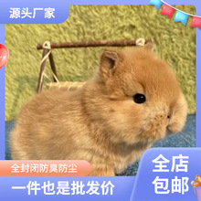 小兔子活物侏儒兔长不大迷你小型公主荷兰垂耳兔茶杯兔家养宠物兔