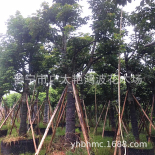 �V�|�Ռ���ֲȫ�����������ľ��ֲ���������L�����е����ֲ��