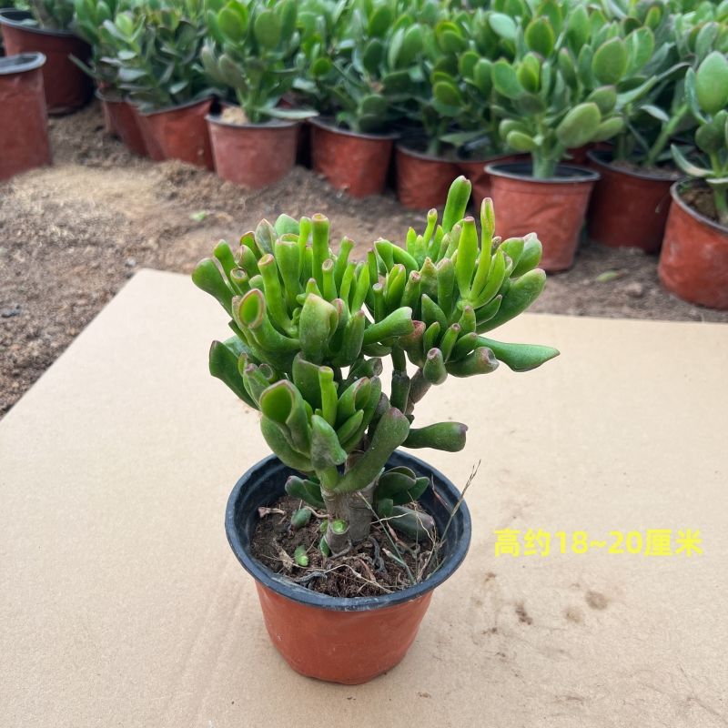 머리가 여러 개인 돈을 빨아들이는 나무 1인분