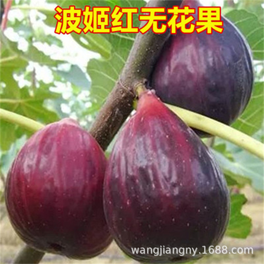 新品种紫色波尔多无花果树苗波姬红庭院地栽种植苗南北方当年结果