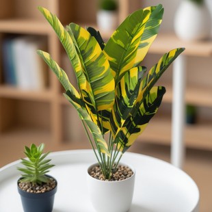 �羳�����҃��辰�Ž��٘����˽����Ԙ�Gֲ�����B����Gֲ�[��