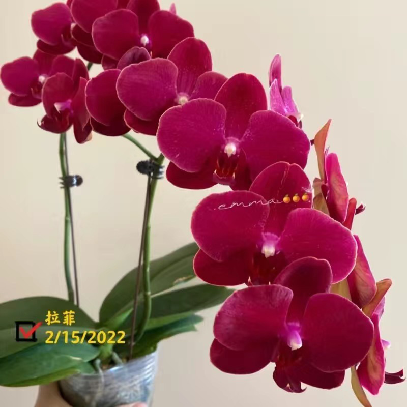 Orquídea de mariposa en las cuatro estaciones, balcón interior, oficina en maceta, flores verdes, fácil alimentación image 14
