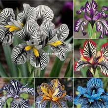 ���羳��؛���l�y�m���N�ӻ�ɫ�l�y�m�N���̨�ļ����Ի��ܷN��