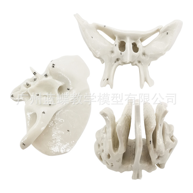 �ǵ���ɸ�ǷŴ����ģ�� �����������ģ�� �ǿ�ҽѧ�����̾�