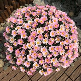 Four-Season Blooming Small Daisy Flower Seeds, Easy-To-Live Flower Seeds for Indoor Potted Plants, Outdoor Courtyard Plant Flower Seeds