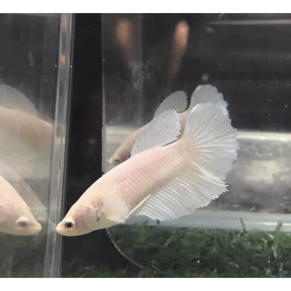 Grade A quality pure white female fish + fish food