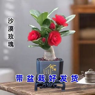 ���͟��ͺ����ذ�ɳĮõ���ļ������҃����Ի��ܾGֲ����B�辰