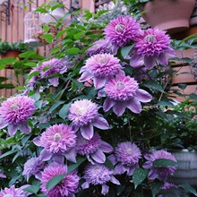 3�w�F��ɏ����҃���ͥԺ�����ͺ�ֲ������������ļ��_������