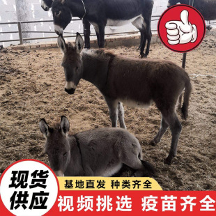 ���w���l����@�^�p���Ӽ��NСë�H���w �������㌙��ë�H�r��