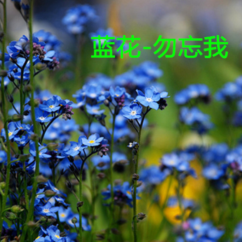 Semillas de flores, semillas de flores.